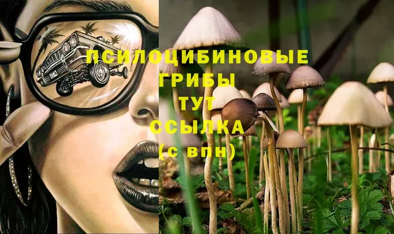 Галлюциногенные грибы Psilocybe  Нефтекумск 